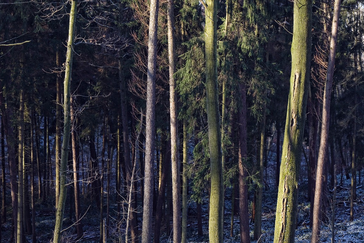 Grafenberger Wald IV, Duesseldorf